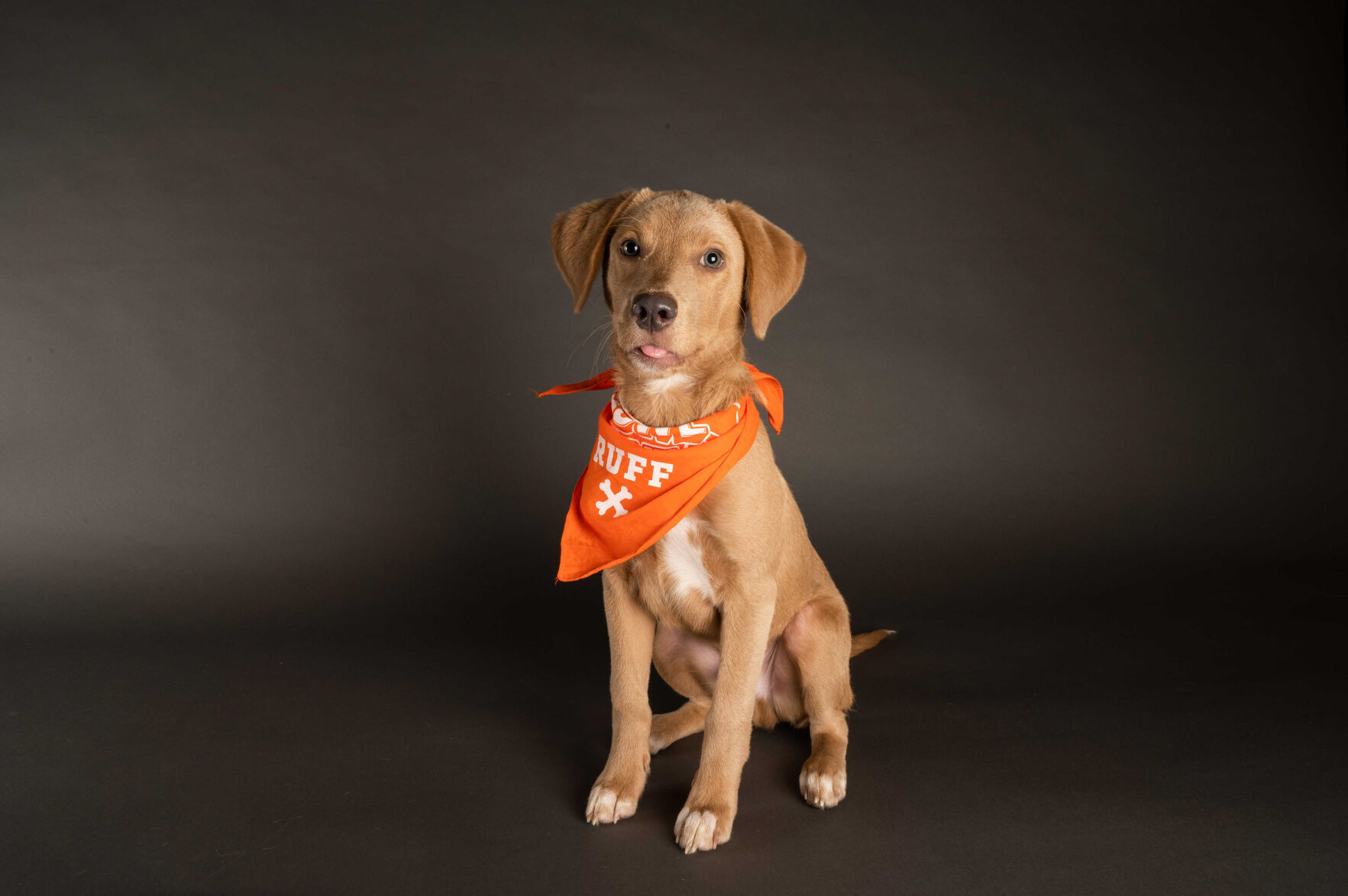 Animal Planet's Puppy Bowl will go on as planned. Here's a look at the starting lineup | Pets 42 PUPPY BOWL XVII